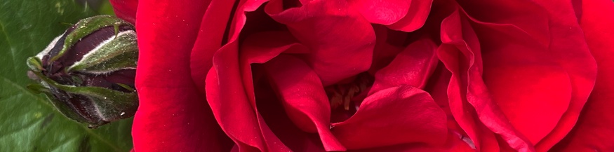 Eine rote Rose und eine Knospe.