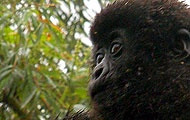 Kopf eines Gorilla-Babys