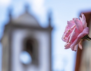 Eine Rose vor einer Kirche in Portugal