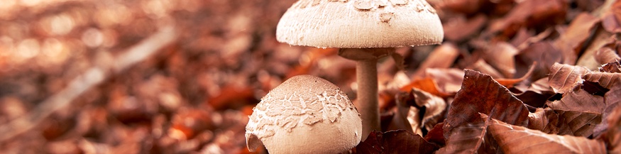 PICTUREDESK.COM/WESTEND61/VEAM Pilze im Herbstlaub