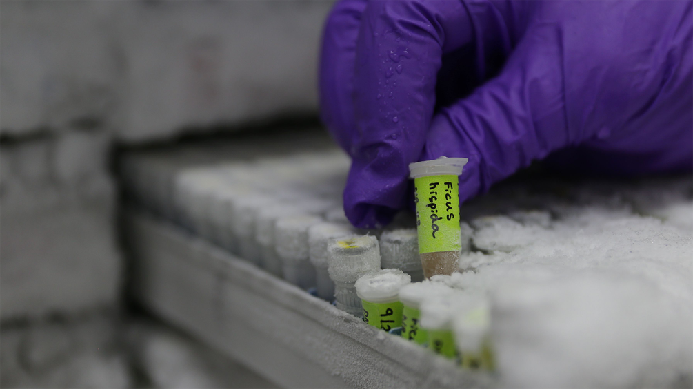 Arzt greift auf eine DNA Probe mit Handschuh