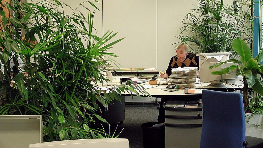 Mann im Büro mit Büropflanzen