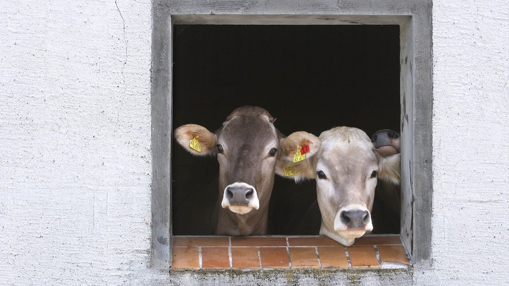 Zwei Kühe schauen aus einem Stallfenster heraus.