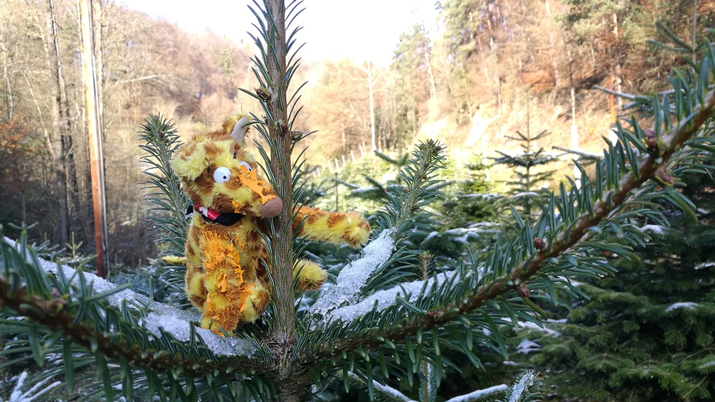 Rudi auf einem Christbaum im Wald