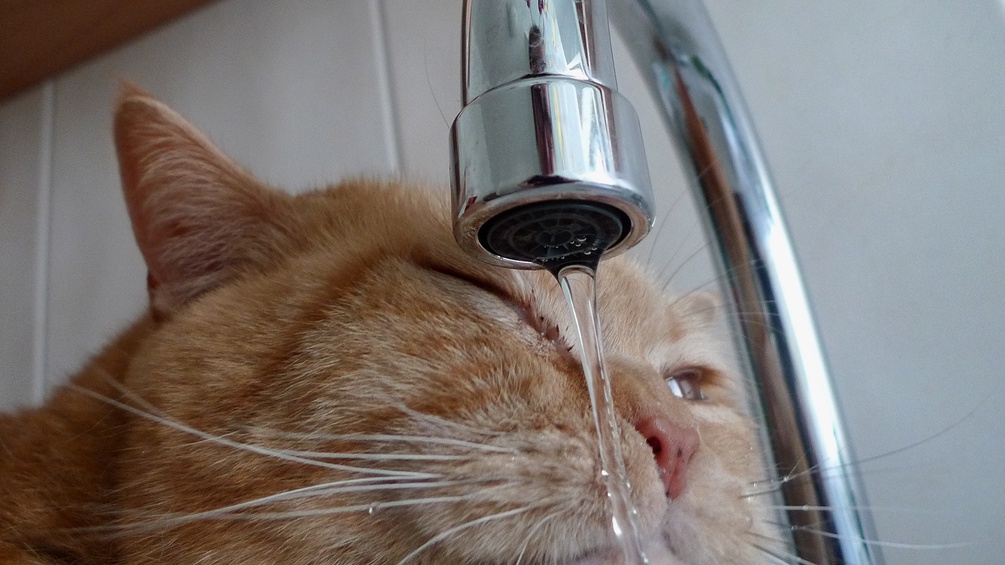 Katze trinkt Leitungswasser