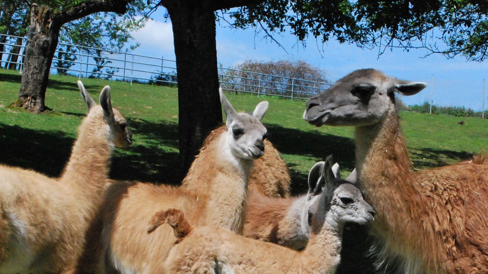 Lamas auf der Weide