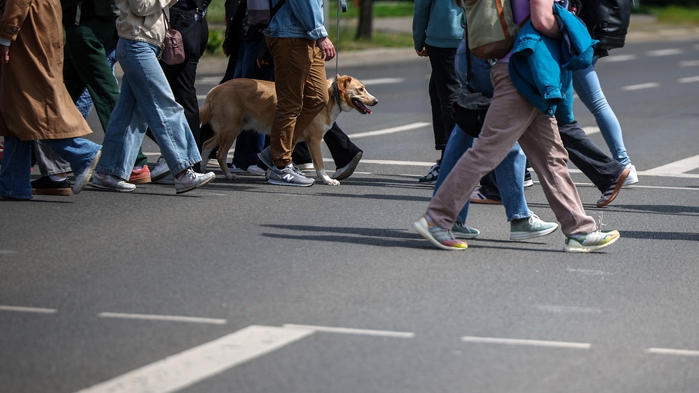 Passanten überqueren eine Straße, Hund