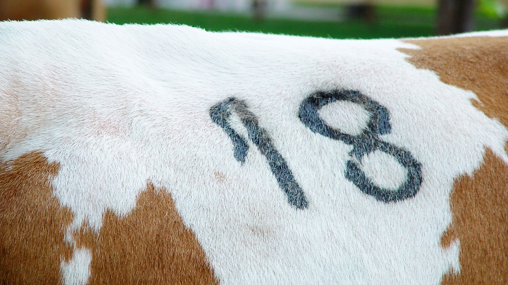 Die Nummer 18 auf einer Kuh
