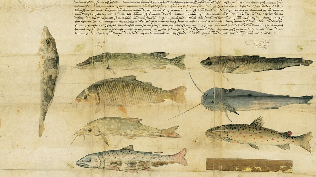 Fischereipatent für die Donau und deren Zuflüsse von Maximillian I. aus dem Jahr 1506