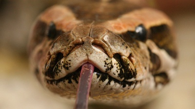 Der Kopf einer Schlange