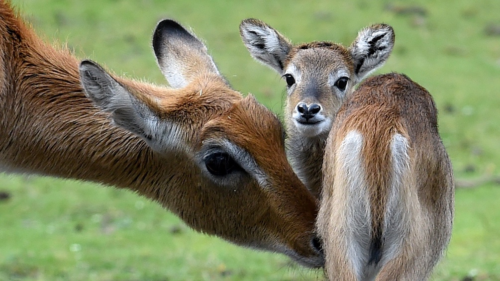 Litschi-Moorantilope mit Nachwuchs