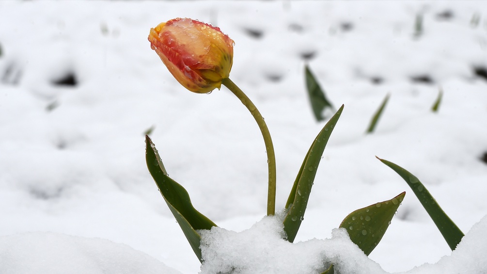 Ein von Schnee bedecktes Tulpenbeet
