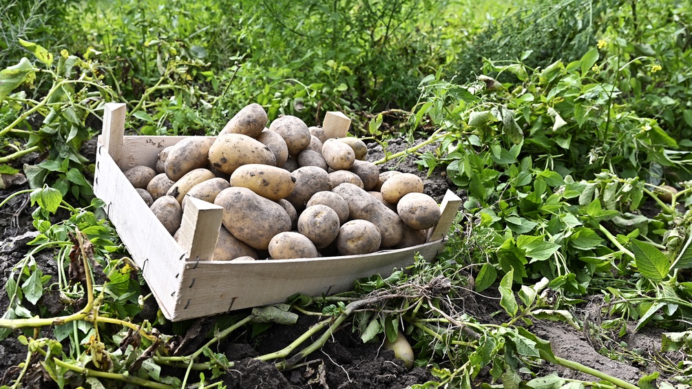 Fotos einer Kartoffelernte in einer Holzbox.