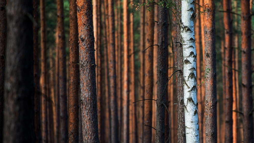 Ein finnischer Wald