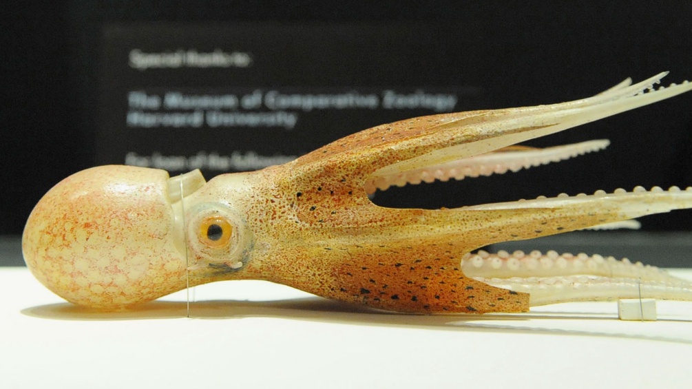 Glasmodell eines Oktopus