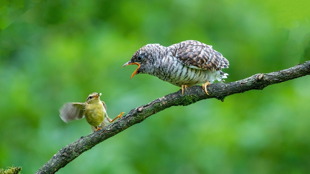 Gelbbauchsänger füttert einen jungen Kuckuck