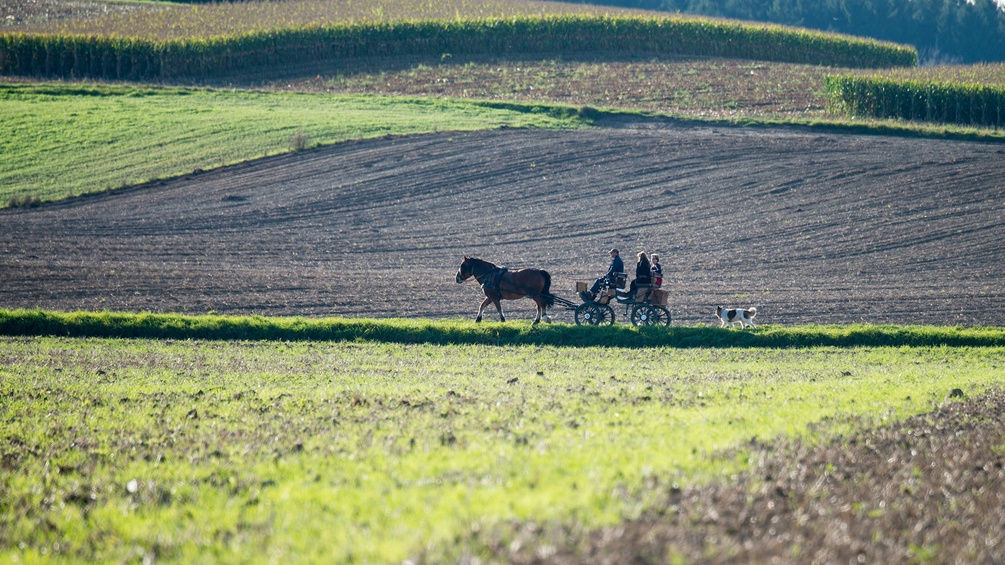 Pferdekutsche auf einem Feldweg