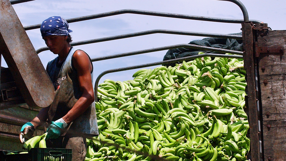 Arbeiter mit Bananen