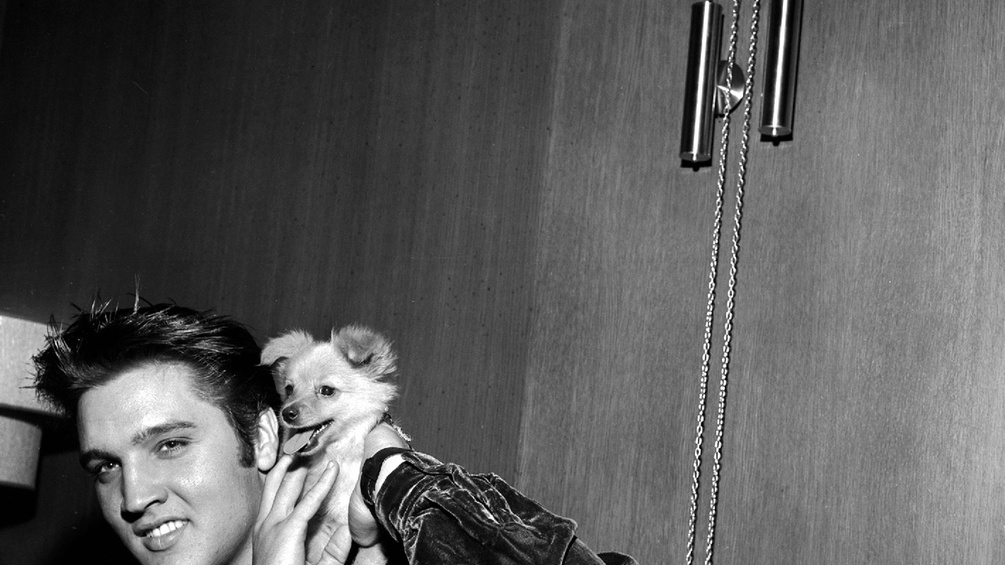 Elvis Presley mit Hundewelpe