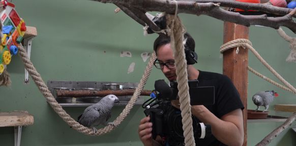 Papagei mit Kameramann