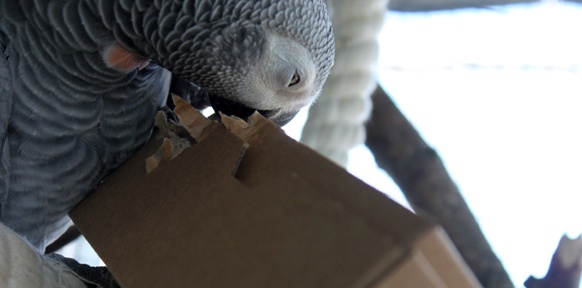Papagei und Kartonschachtel