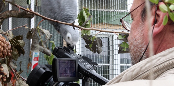 Papagei und Kameramann