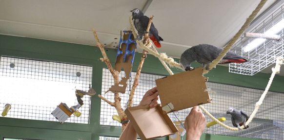 Papageien mit Kartonschachteln