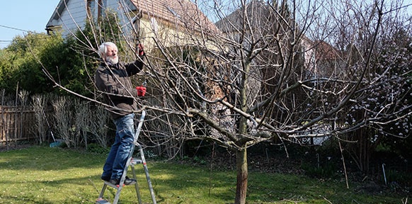 Mann auf der Leiter schneidet Apfelbaum zurück