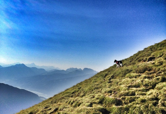 Bergpanorama mit Hund