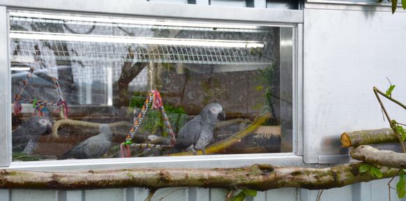 Papageien hinter Fenster