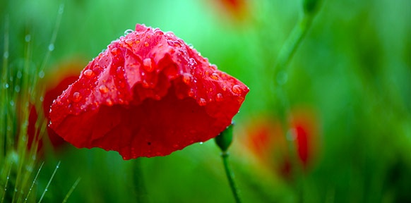 Regentropfen auf der Blüte einer roten Mohnblume