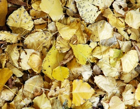Herbstliche Blätter in gelb