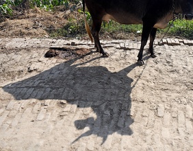 Schatten einer Kuh in Indien
