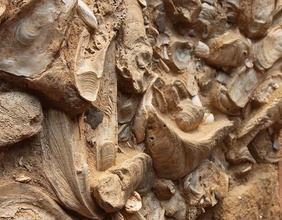 Fossiles Austernriff