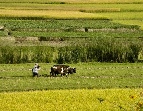 Landwirtschaft in Madagaskar