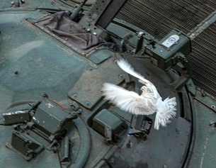 AP Weiße Taube fliegt über einen Panzer