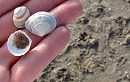 Muscheln