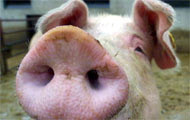 Schwein