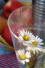 Gänseblümchen im Glas