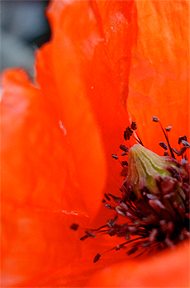 Mohnblume