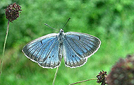 Heller Wiesenknopf-Ameisenbläuling