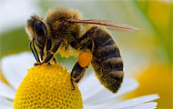 Biene sammelt Pollen