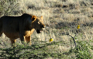 (c) Wimmer, ORF Löwe in Kenia