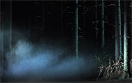Wald bei Nacht