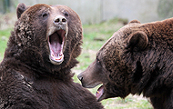 2 Braunbären