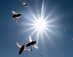 Nachmittagssonne am blauen Himmel mit Bienen