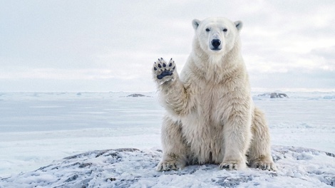 Eisbär, der einen klingonischen Gruß zeigt