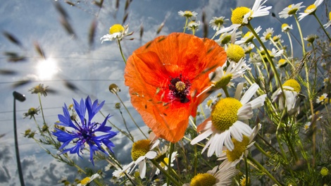 Sommerblumen
