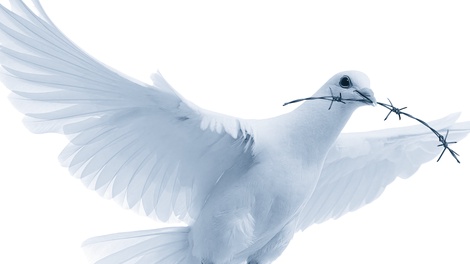 Taube mit Stacheldraht im Schnabel