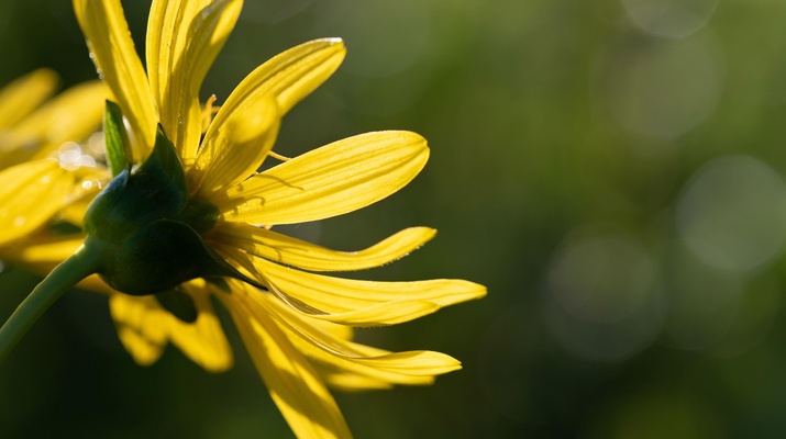 Gelbe Blume im Sommer
